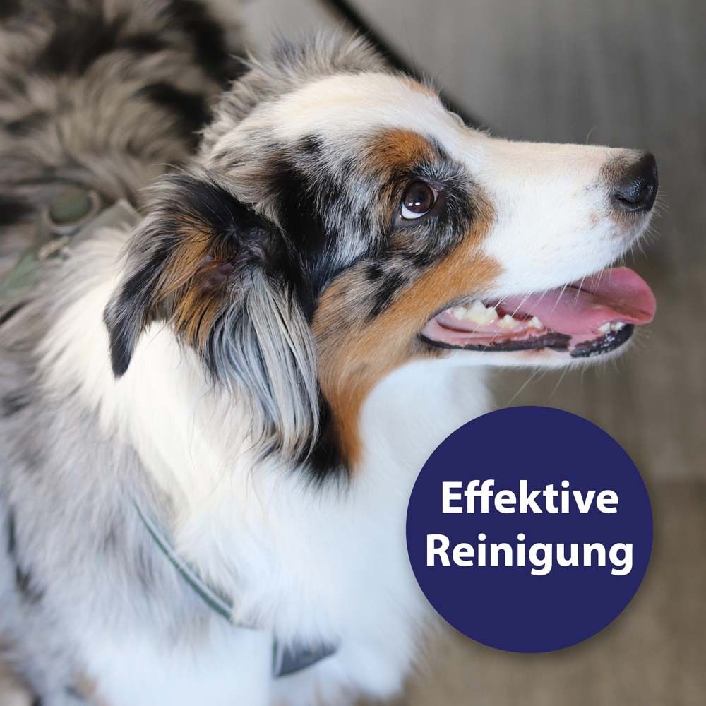 Chien avec cercle bleu. Inscription : Nettoyage efficace. Chien avec pelage multicolore, langue dehors.