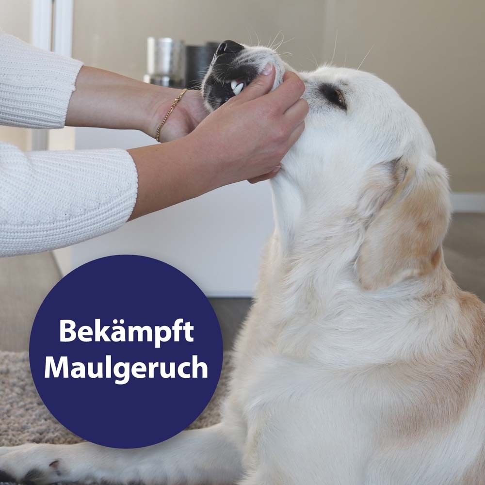 Chien, mains nettoyant les dents. Cercle bleu avec inscription : Combat l'halitose. Chien avec pelage clair.