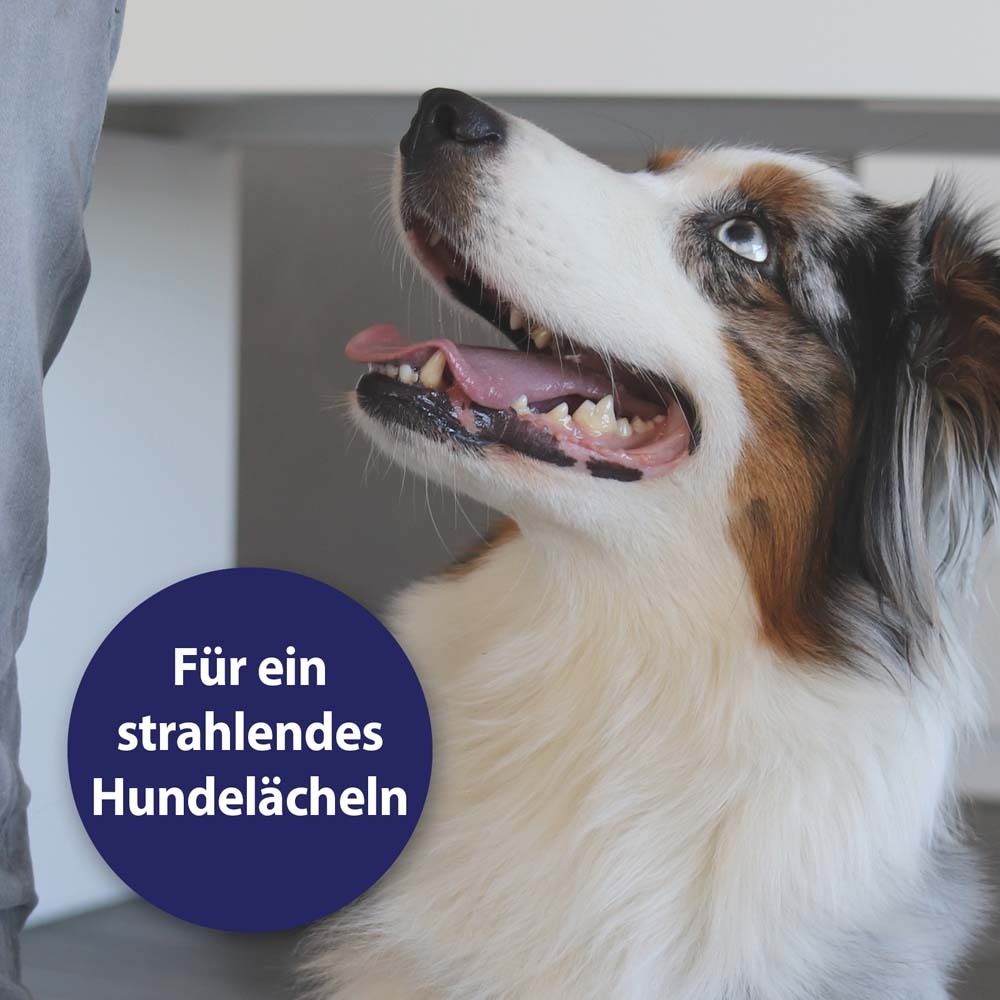 Chien avec cercle bleu. Inscription : Pour un sourire de chien éclatant. Chien avec pelage multicolore, langue dehors.