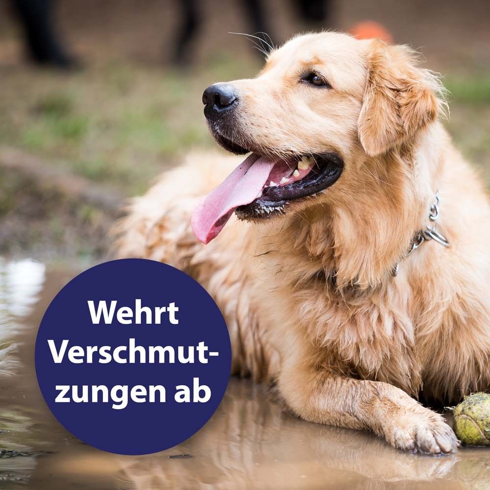 Un chien est assis dans un champ de lavande. Un cercle bleu contient le texte "Brossage facile".