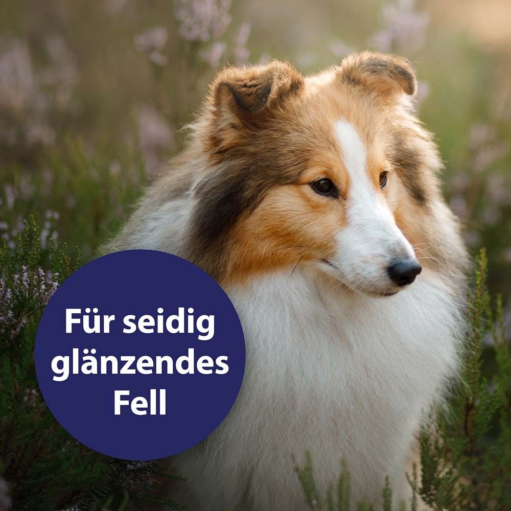 Un chien Shetland est assis au milieu de la bruyère. Un cercle bleu contient le texte "Pour un pelage soyeux et brillant".
