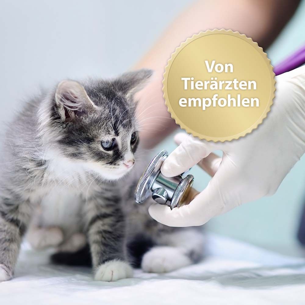 Chaton examiné par un vétérinaire avec un stéthoscope. Autocollant avec texte : Recommandé par les vétérinaires.