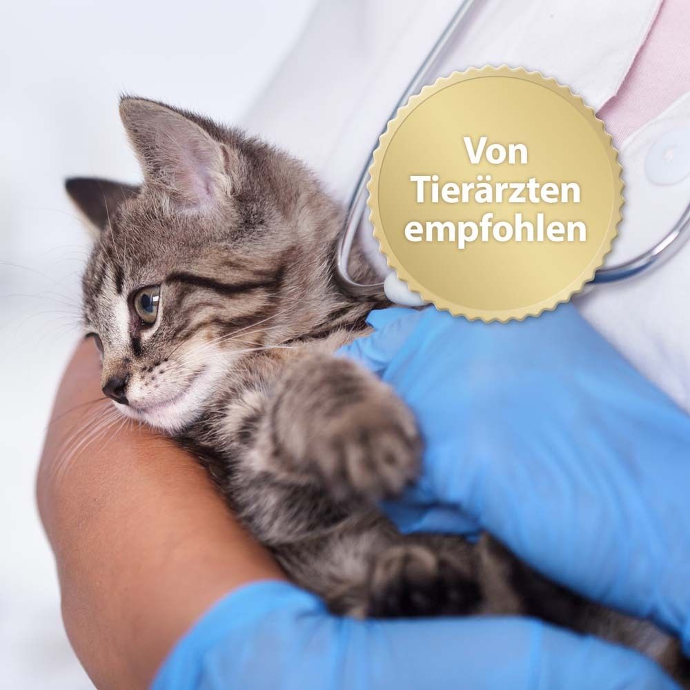 Chaton dans les mains d'un vétérinaire. Sceau doré avec texte : "Recommandé par les vétérinaires".