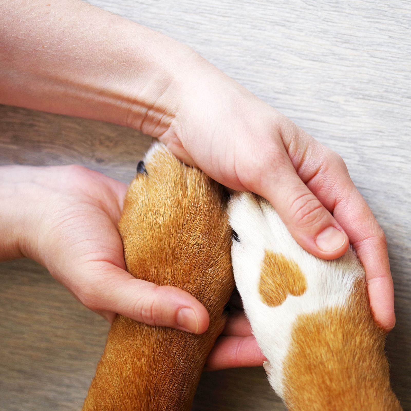 Mains tenant les pattes d'un chien. Pattes avec zones claires et foncées. Gros plan.