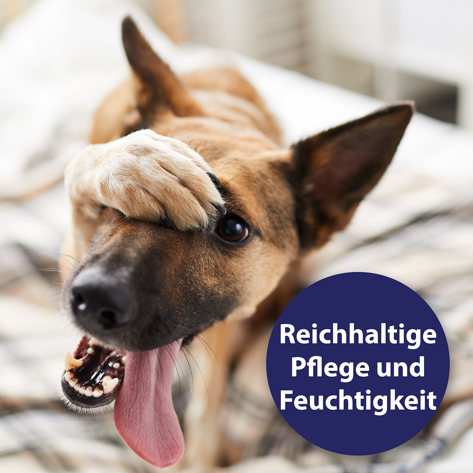 Chien avec la langue dehors, patte sur la tête. Cercle bleu avec texte: Soin et hydratation riches.