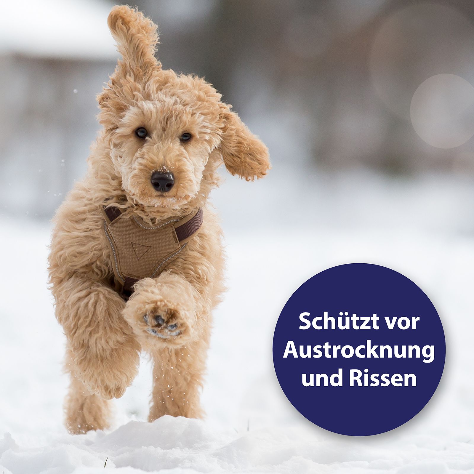 Chien courant dans la neige. Cercle bleu avec texte: Protège de la sécheresse et des fissures.