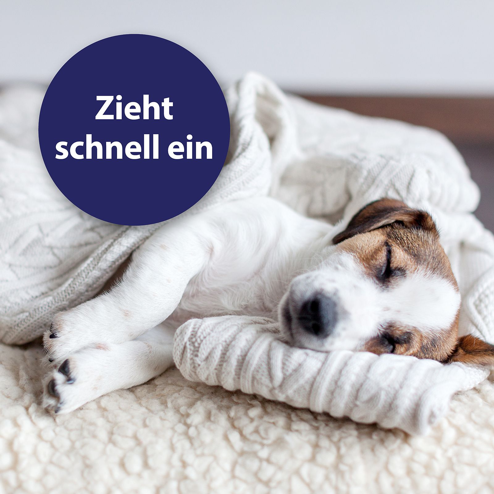 Chien endormi sur une couverture. Cercle bleu avec texte: Pénètre rapidement.