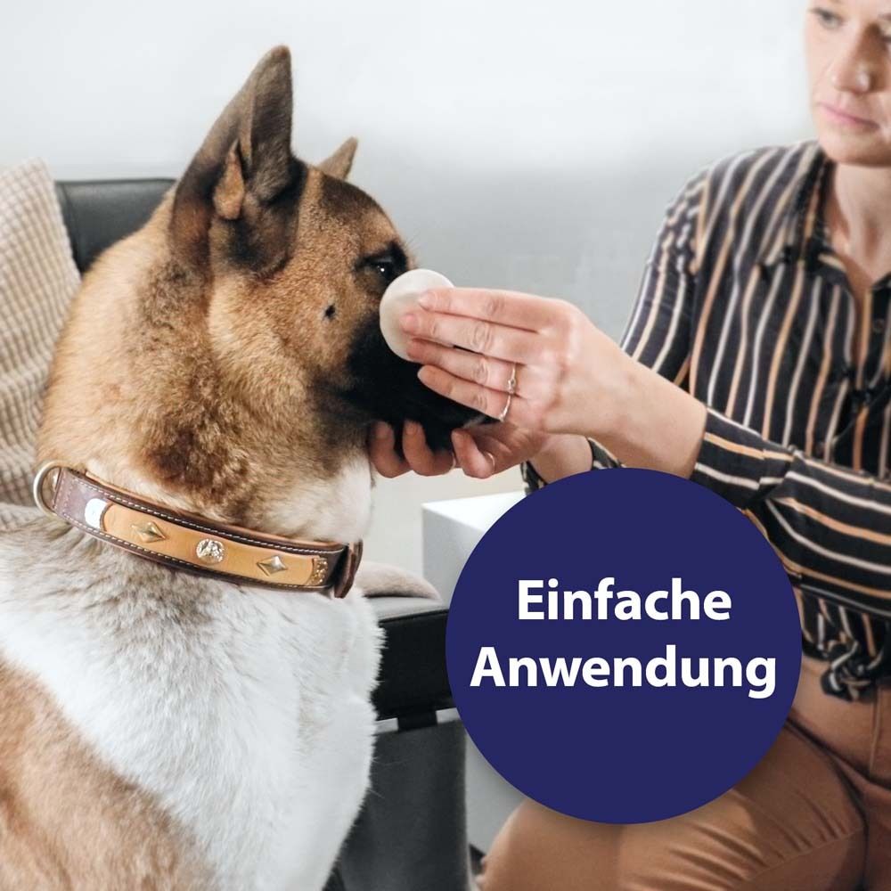 Une personne utilise un tampon pour les yeux sur un chien. Un champ bleu avec l'inscription "Application facile".