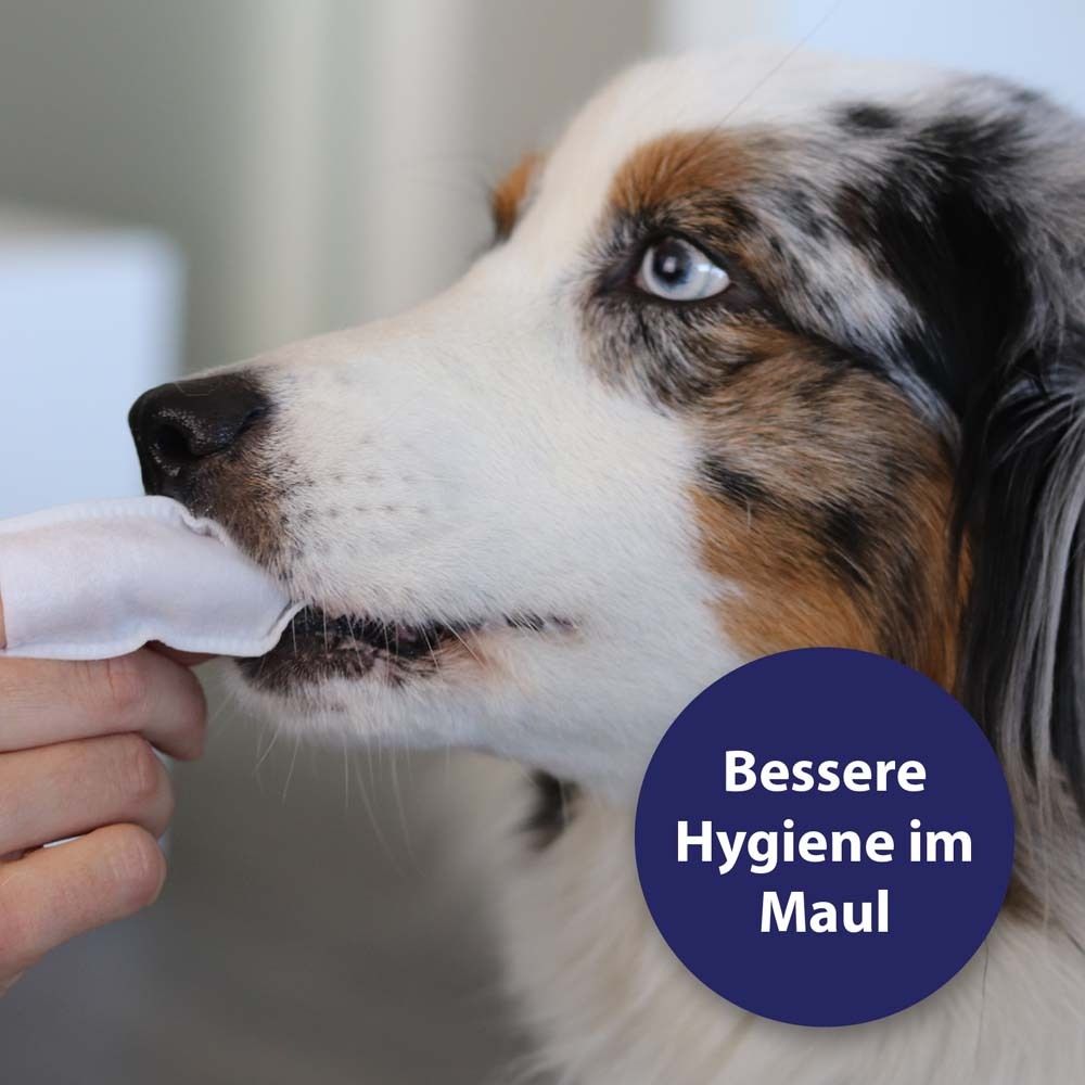 Chien avec un doigtier dans la gueule. Texte : Meilleure hygiène buccale.