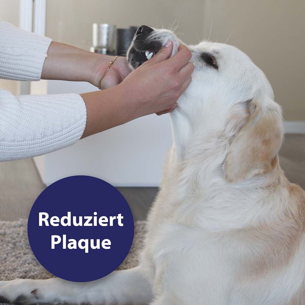 Chien dont les dents sont nettoyées avec un doigtier. Texte : Réduit la plaque.