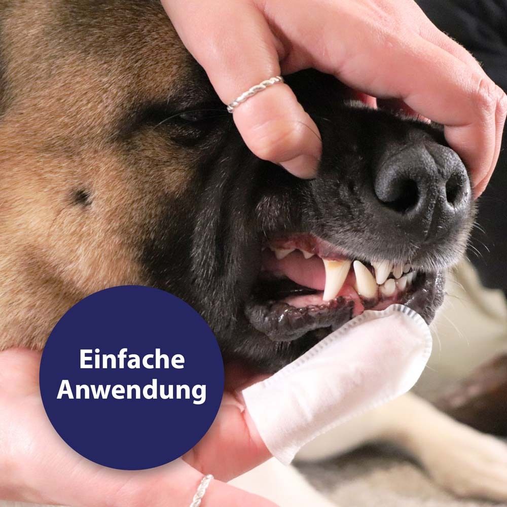 Chien dont les dents sont nettoyées avec un doigtier. Texte : Application facile.