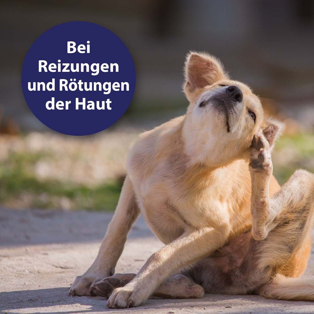 Chien se gratte. Cercle bleu avec texte : En cas d'irritations et de rougeurs de la peau.