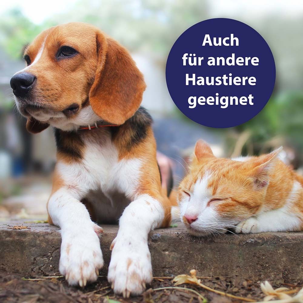 Chien et chat ensemble. Cercle bleu avec texte : Convient également aux autres animaux de compagnie.