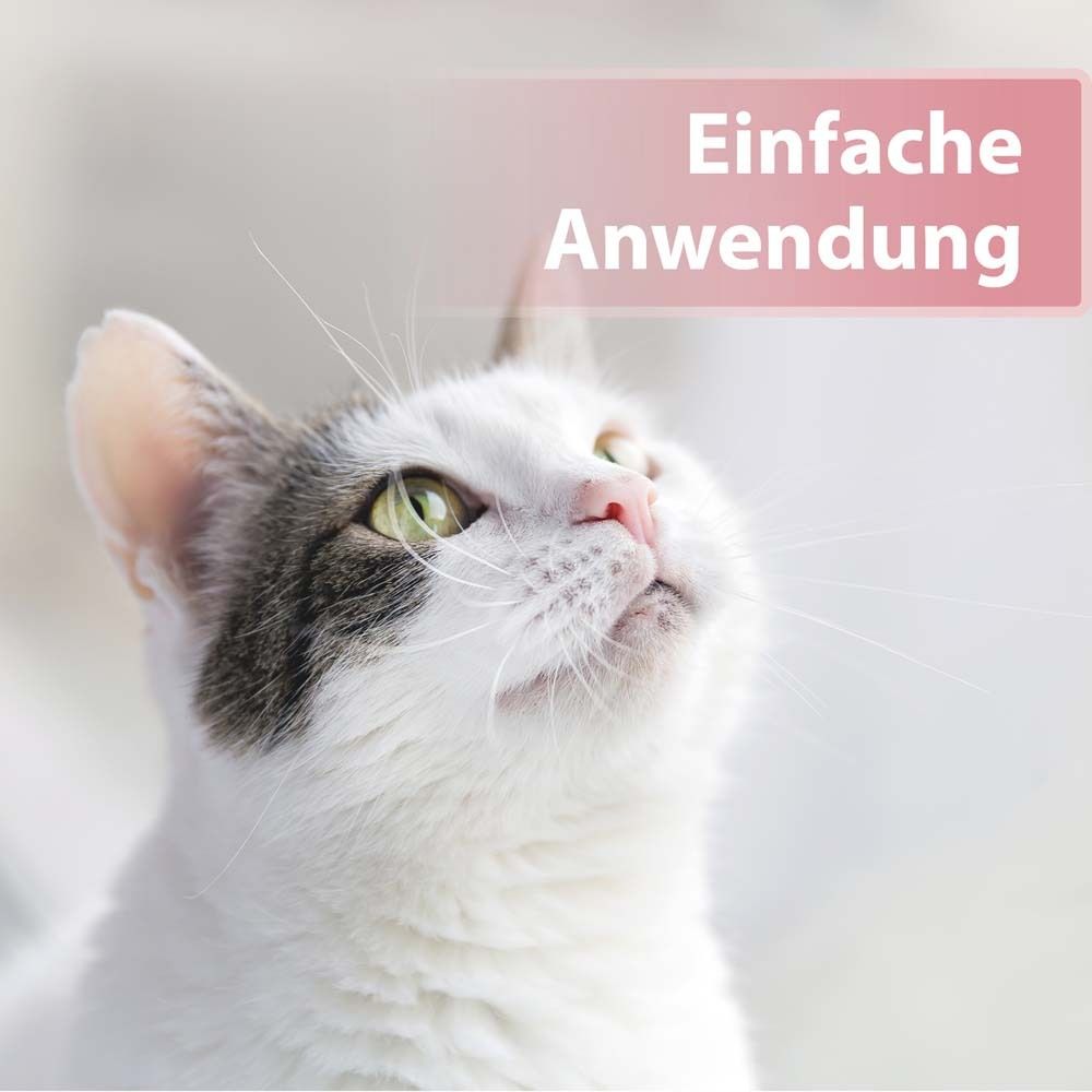 Chat regardant vers le haut. Texte : Application facile.
