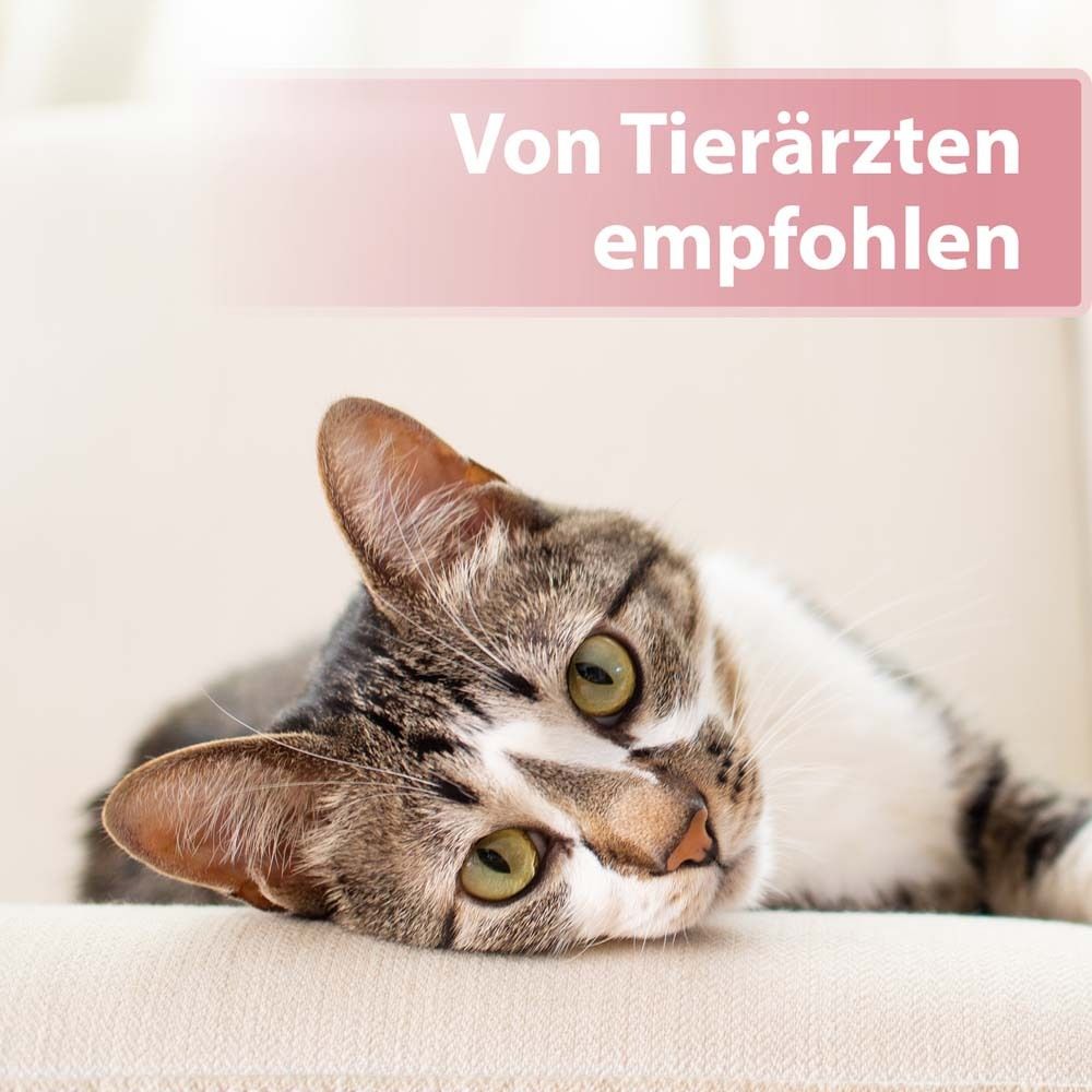 Chat couché sur un canapé. Texte : Recommandé par les vétérinaires.