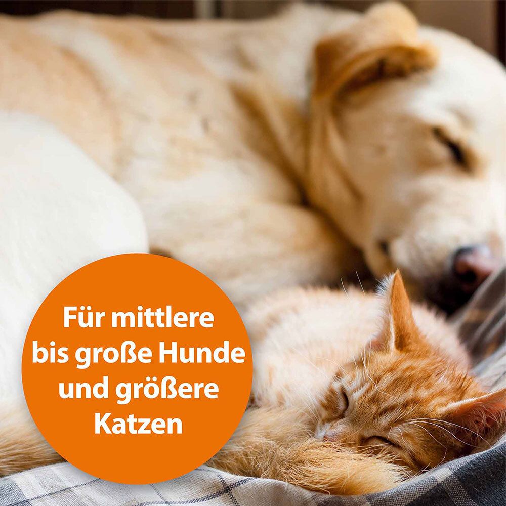 Chien et chat dormant sur une couverture.