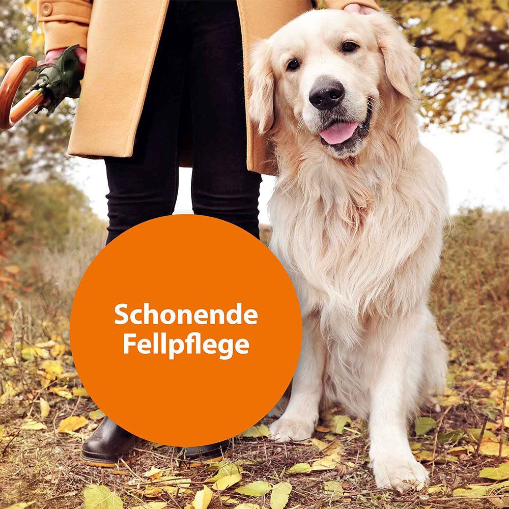 Golden Retriever assis à côté d'une personne en automne.