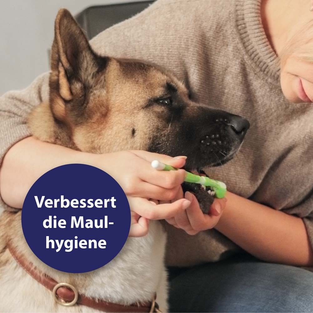 Chien avec brosse à dents. Les dents sont brossées. Texte : Améliore l'hygiène buccale.