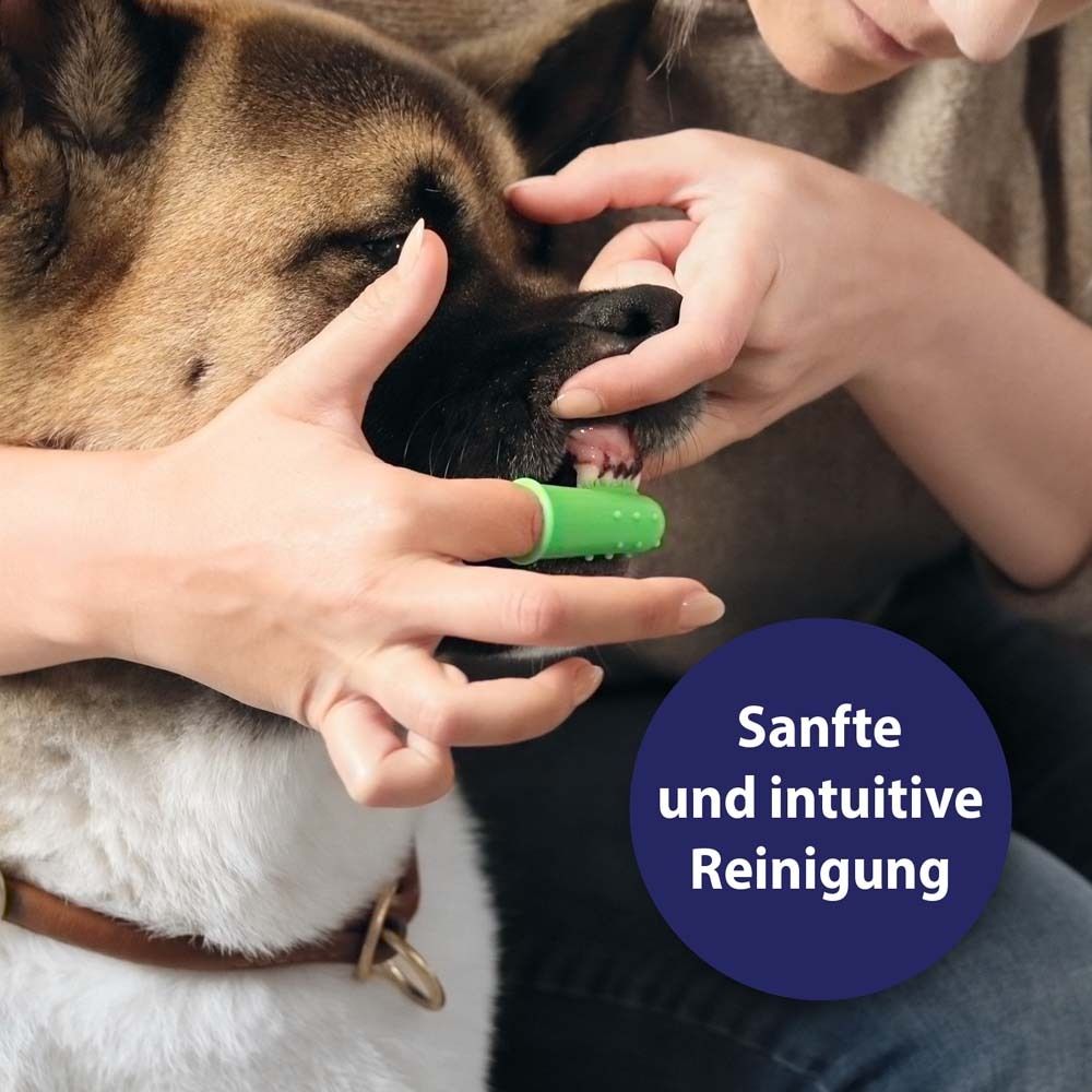 Personne nettoyant les dents d'un chien avec un embout doigt vert.