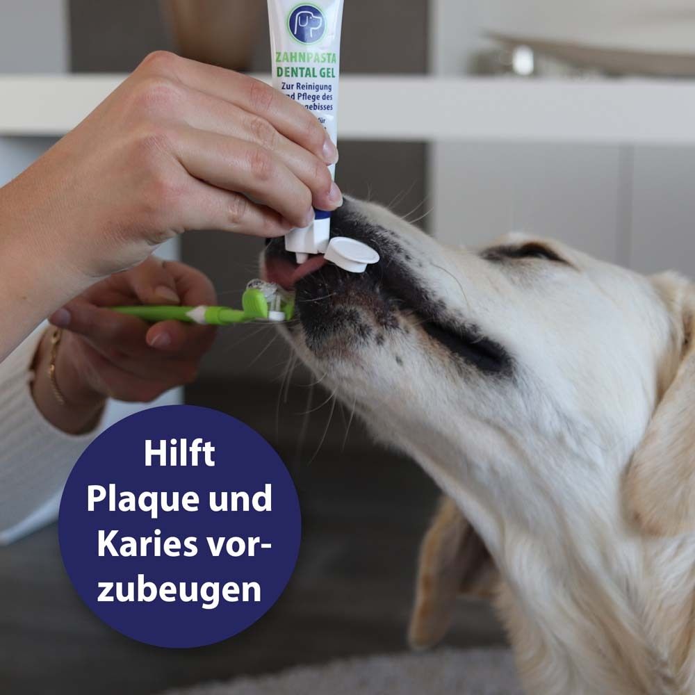 Soin dentaire canin avec Canosept® Gel dentaire. Une main tient le tube, l'autre brosse les dents.