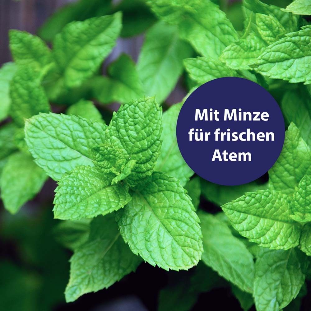 Gros plan sur des feuilles de menthe verte. Feuilles fraîches et vertes. Marque bleue avec texte.