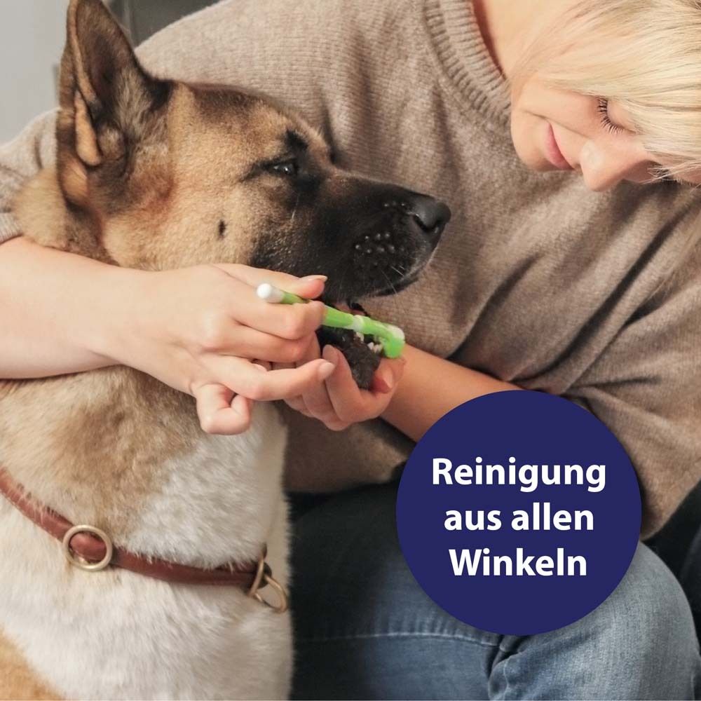 Brossage des dents d'un chien. Une personne utilise une brosse à dents. Texte : Nettoyage sous tous les angles.