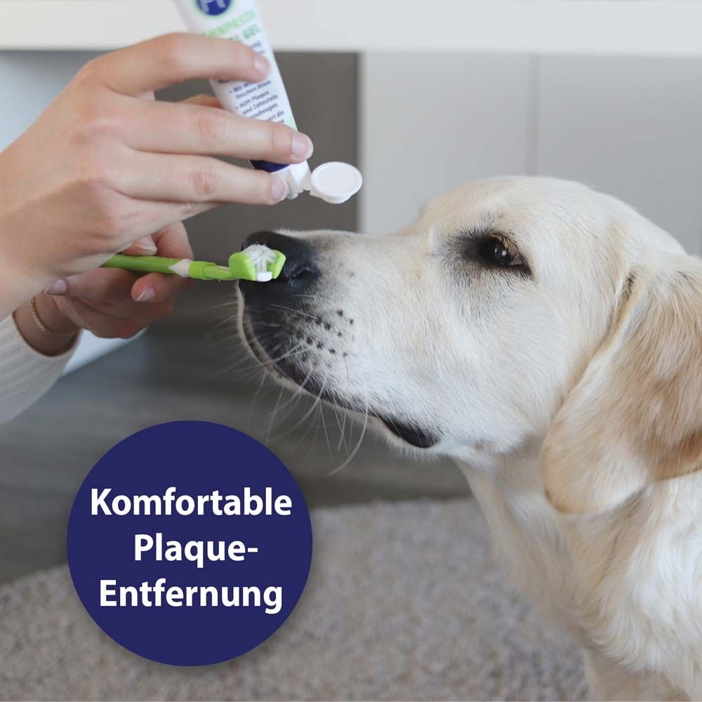 Brosse à dents et dentifrice en cours d'utilisation. Une personne brosse les dents d'un chien. Texte : Élimination confortable de la plaque.