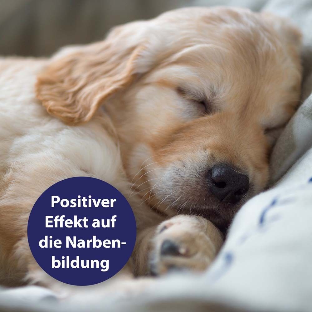 Chiot endormi. Bulle bleue : Effet positif sur la formation des cicatrices.