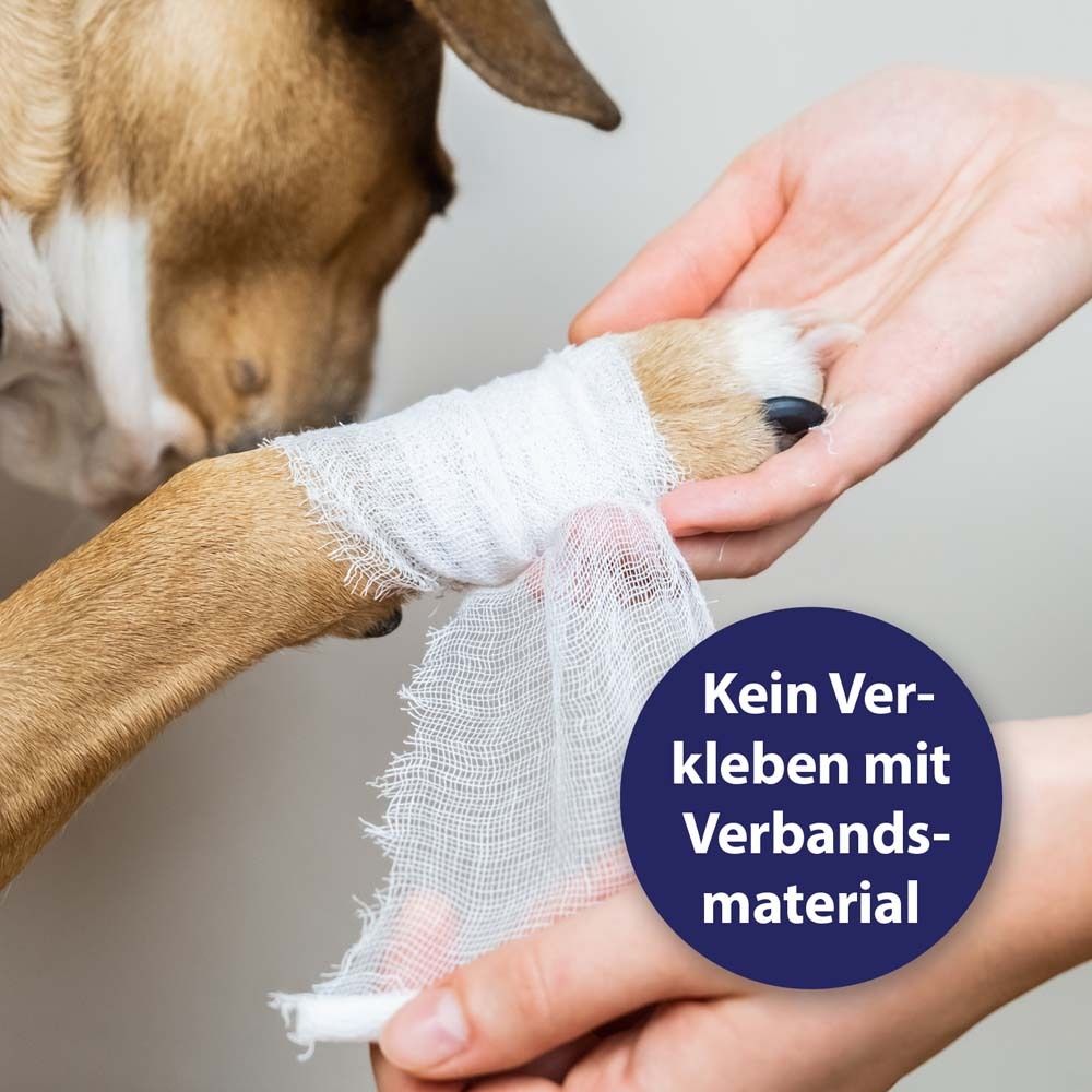 Chien avec bandage. Personne pose un bandage. Bulle bleue : Ne colle pas au pansement.
