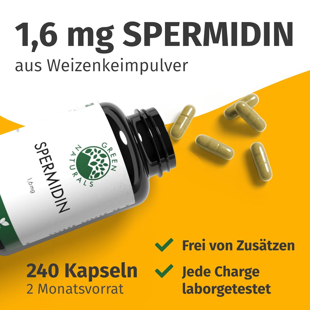 Flacon de 240 gélules végétaliennes de spermidine, 1,6 mg. Quelques gélules à côté. Sans additifs, testé en laboratoire.