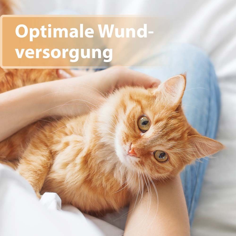 Chat tenu dans les bras. Texte : Soins optimaux des plaies.