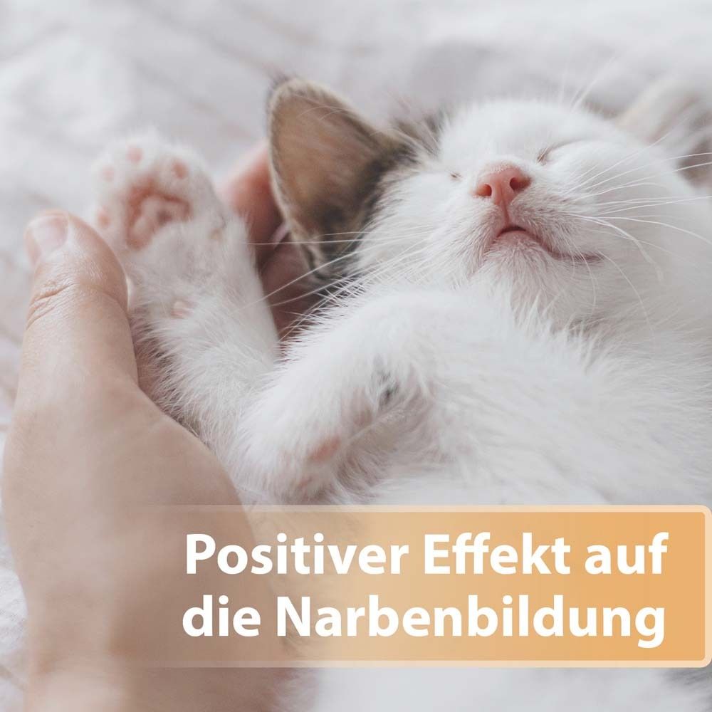 Chat tenu dans les bras. Texte : Effet positif sur la cicatrisation.