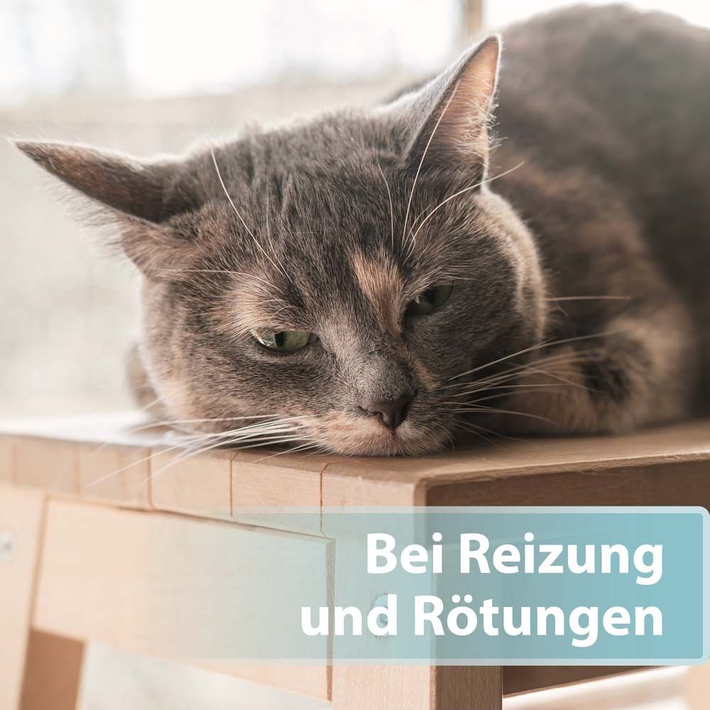 Chat sur bois. Texte : En cas d'irritation et de rougeurs. Pelage gris. Fond bleu.