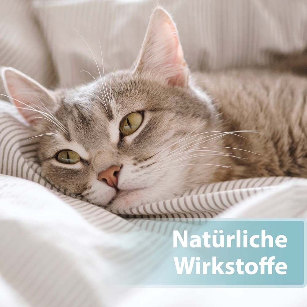 Chat couché. Texte : Ingrédients naturels. Pelage gris. Fond bleu.