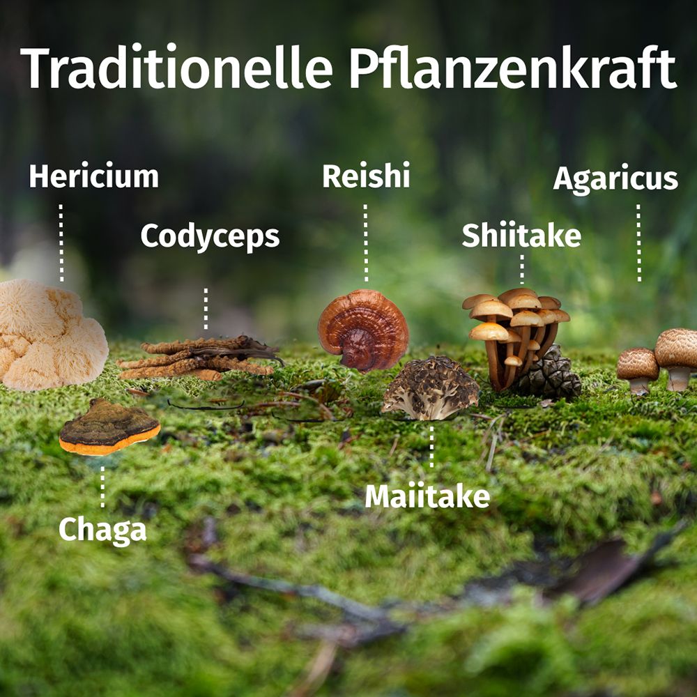 Puissance végétale traditionnelle : Hericium, Cordyceps, Chaga, Reishi, Maitake, Shiitake, Agaricus.