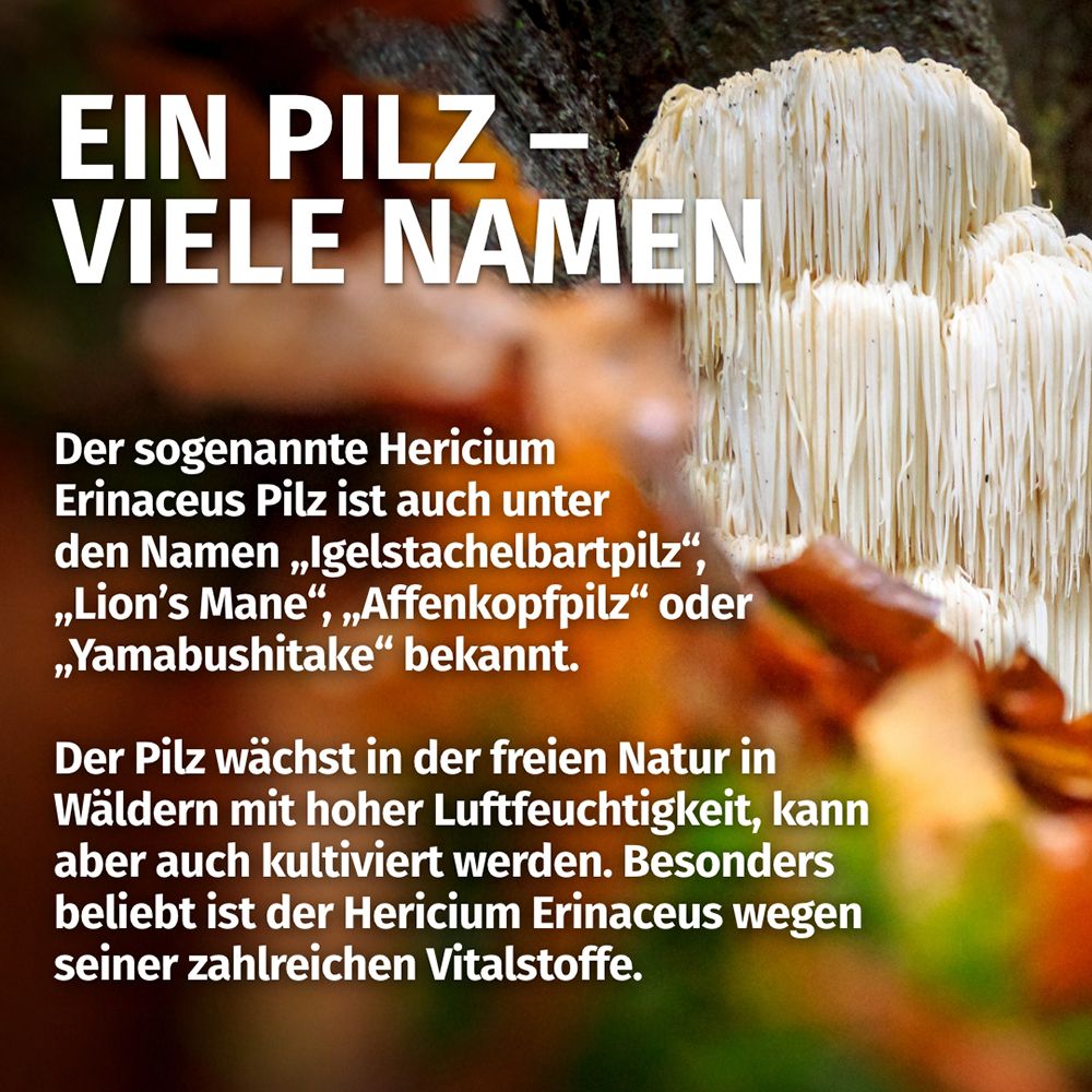 Gros plan d'un champignon crinière de lion (Hericium Erinaceus). "Un champignon - Plusieurs noms".