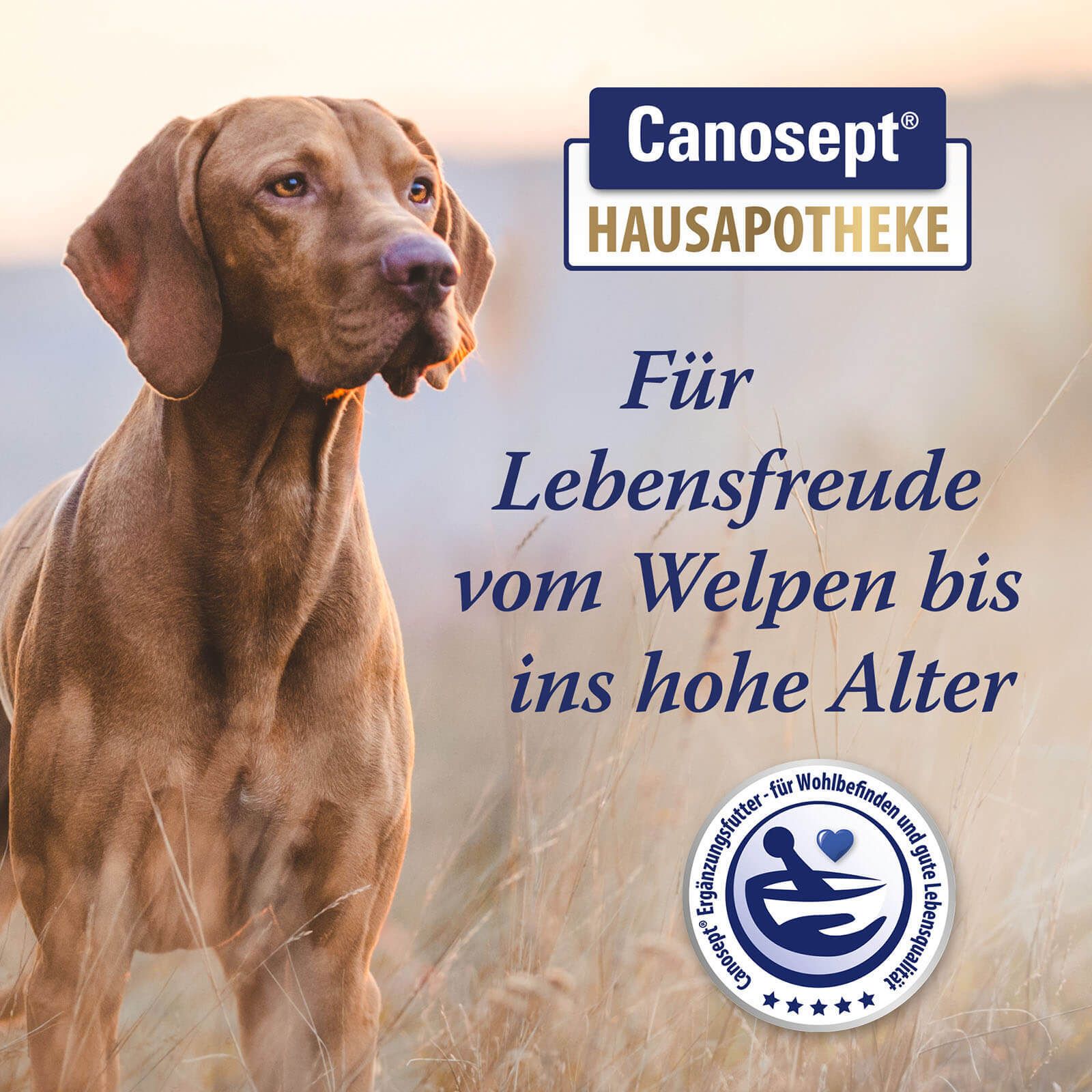 Chien dans un champ. Logo : Canosept Hausapotheke. Texte : Pour la joie de vivre du chiot au vieil âge.