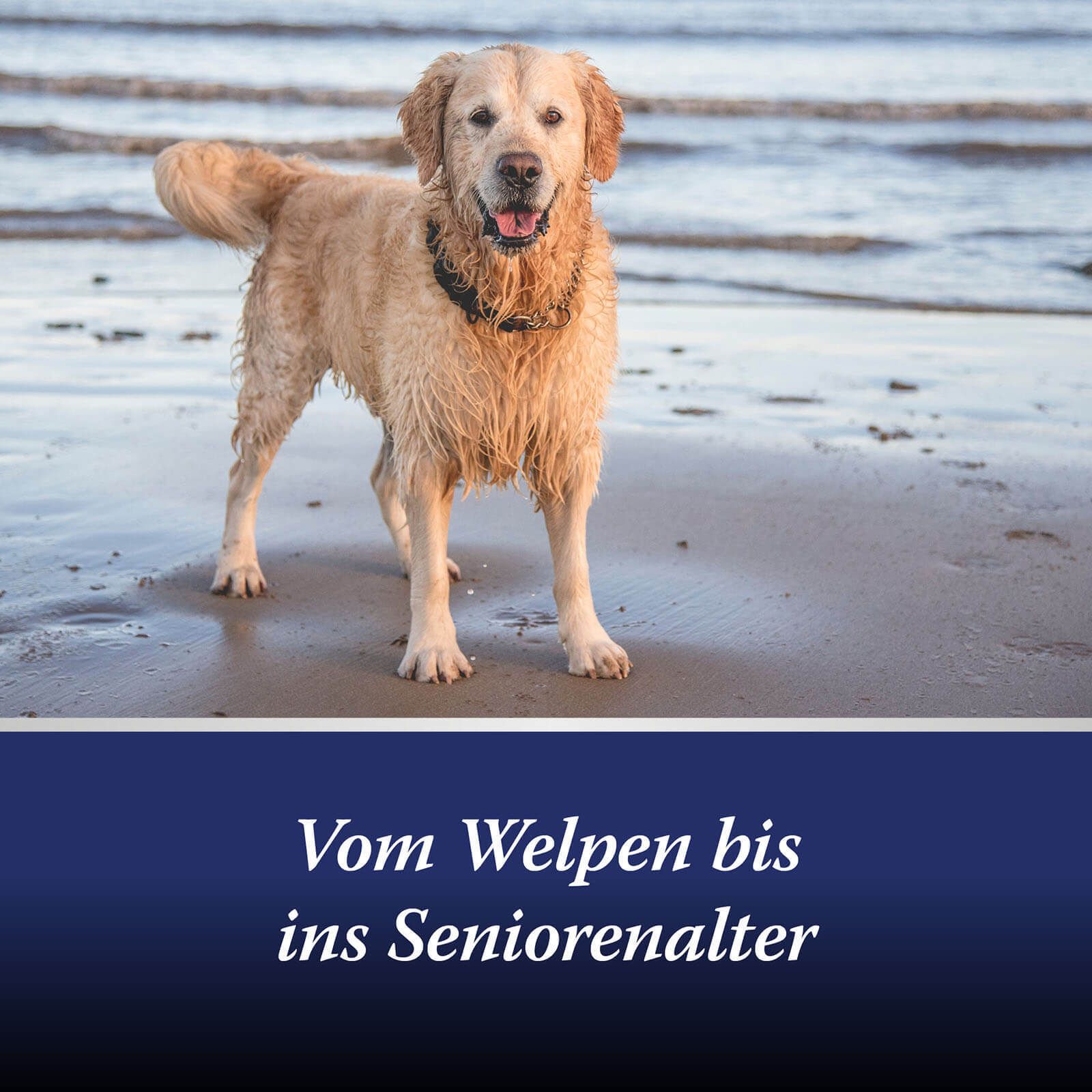Chien sur la plage. Texte : Du chiot à la vieillesse.
