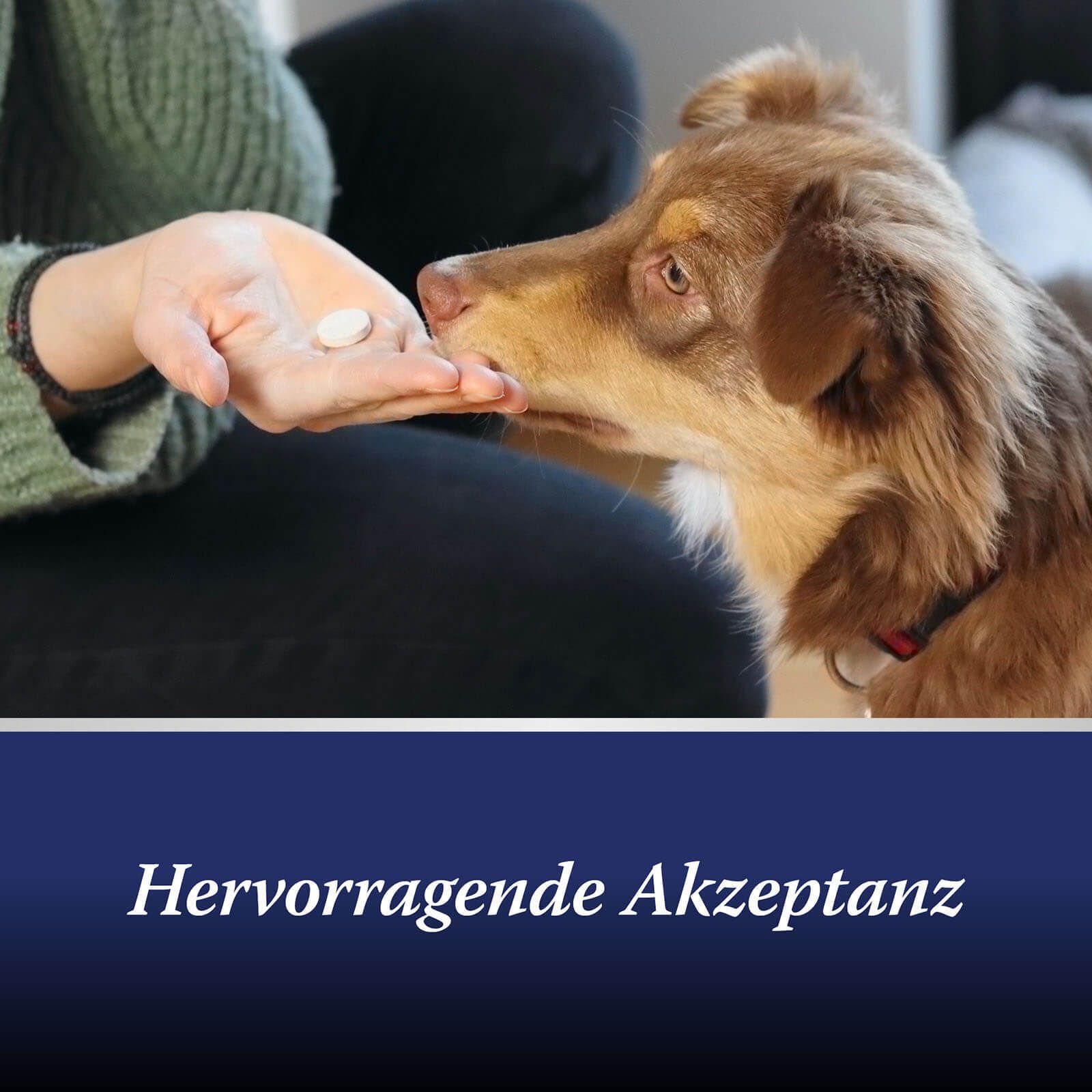 Personne donnant un comprimé à un chien. Texte : Excellente acceptation.