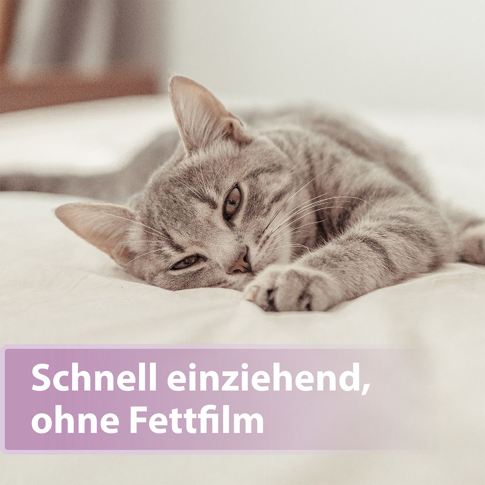 Chat gris allongé sur une couverture blanche. Texte : Absorption rapide, sans film gras.