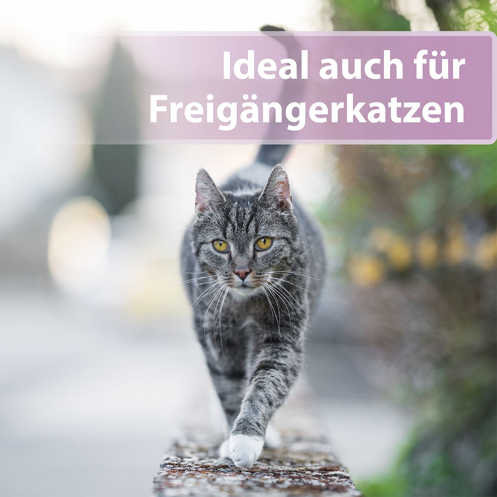 Chat tigré gris marchant sur un mur. Texte : Idéal aussi pour les chats d'extérieur.