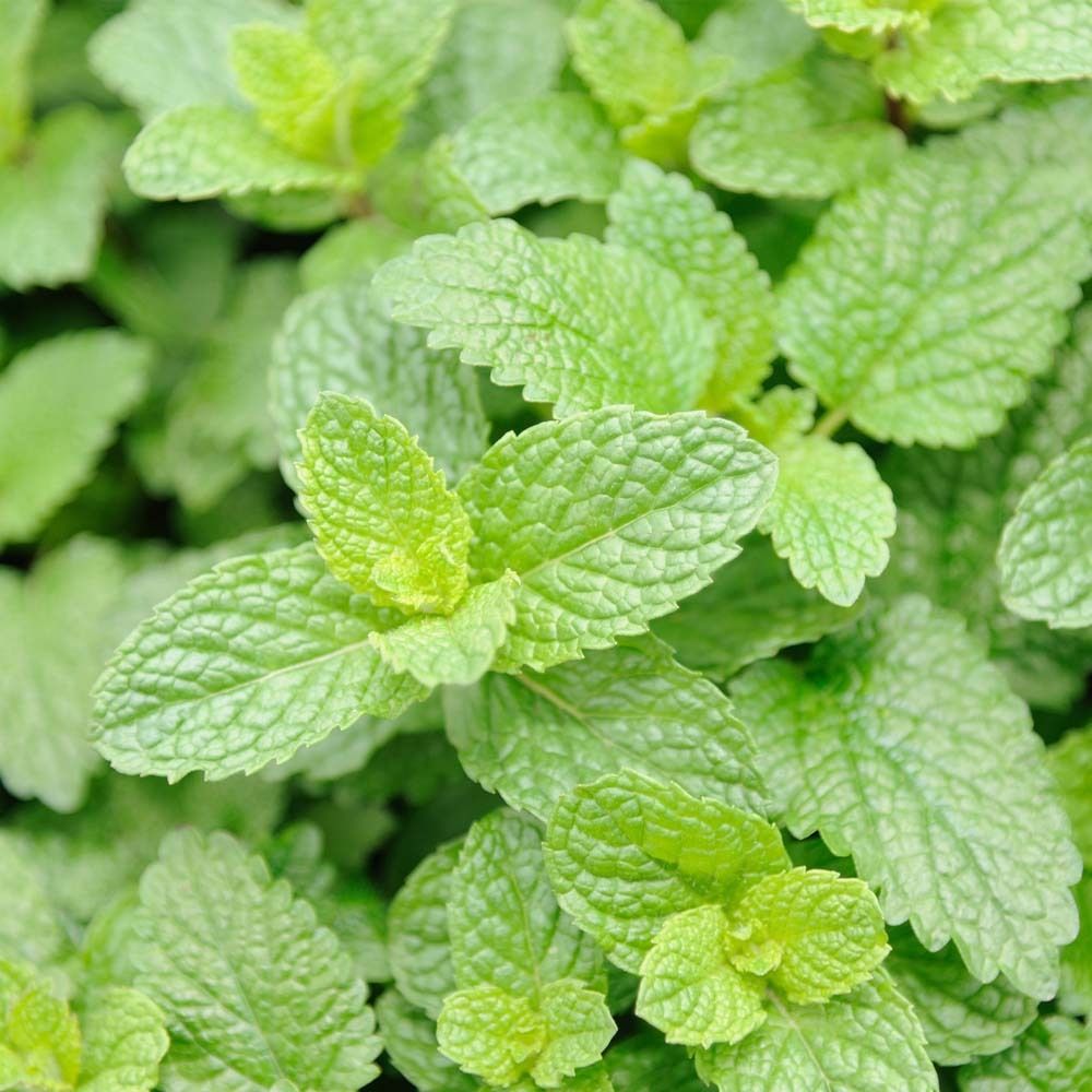 Gros plan sur des feuilles de menthe vertes.