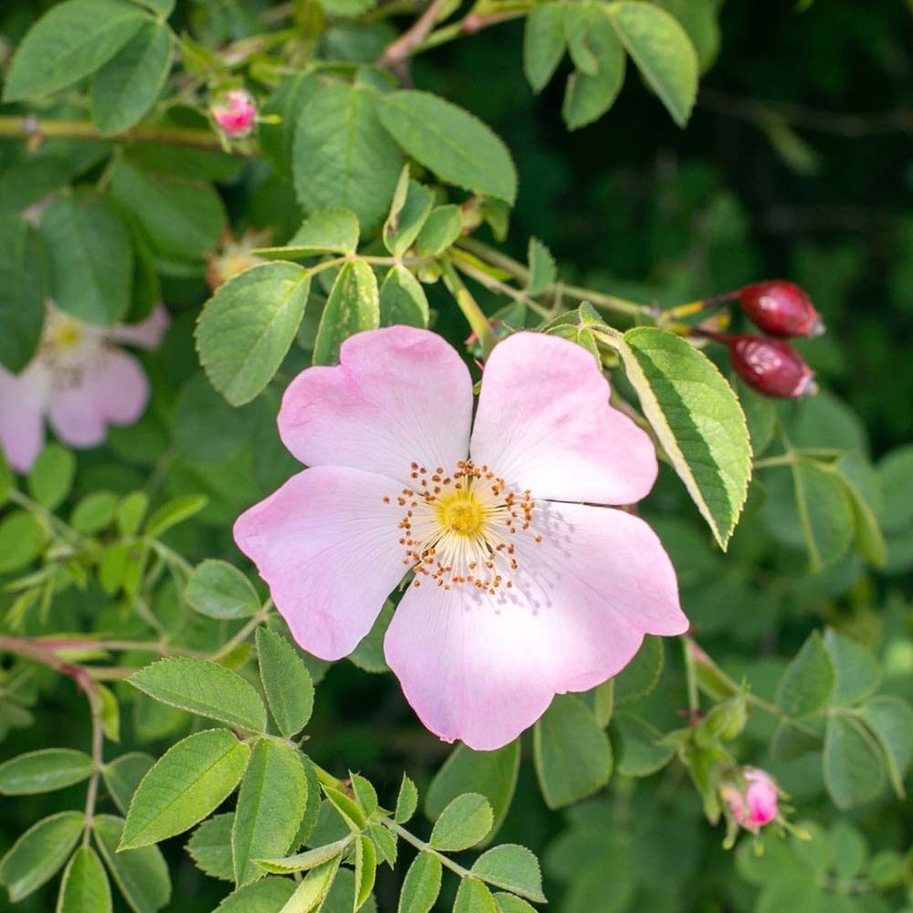 Gros plan d'une rose sauvage avec feuilles et cynorhodons. Pétales roses, centre jaune, feuilles vertes.