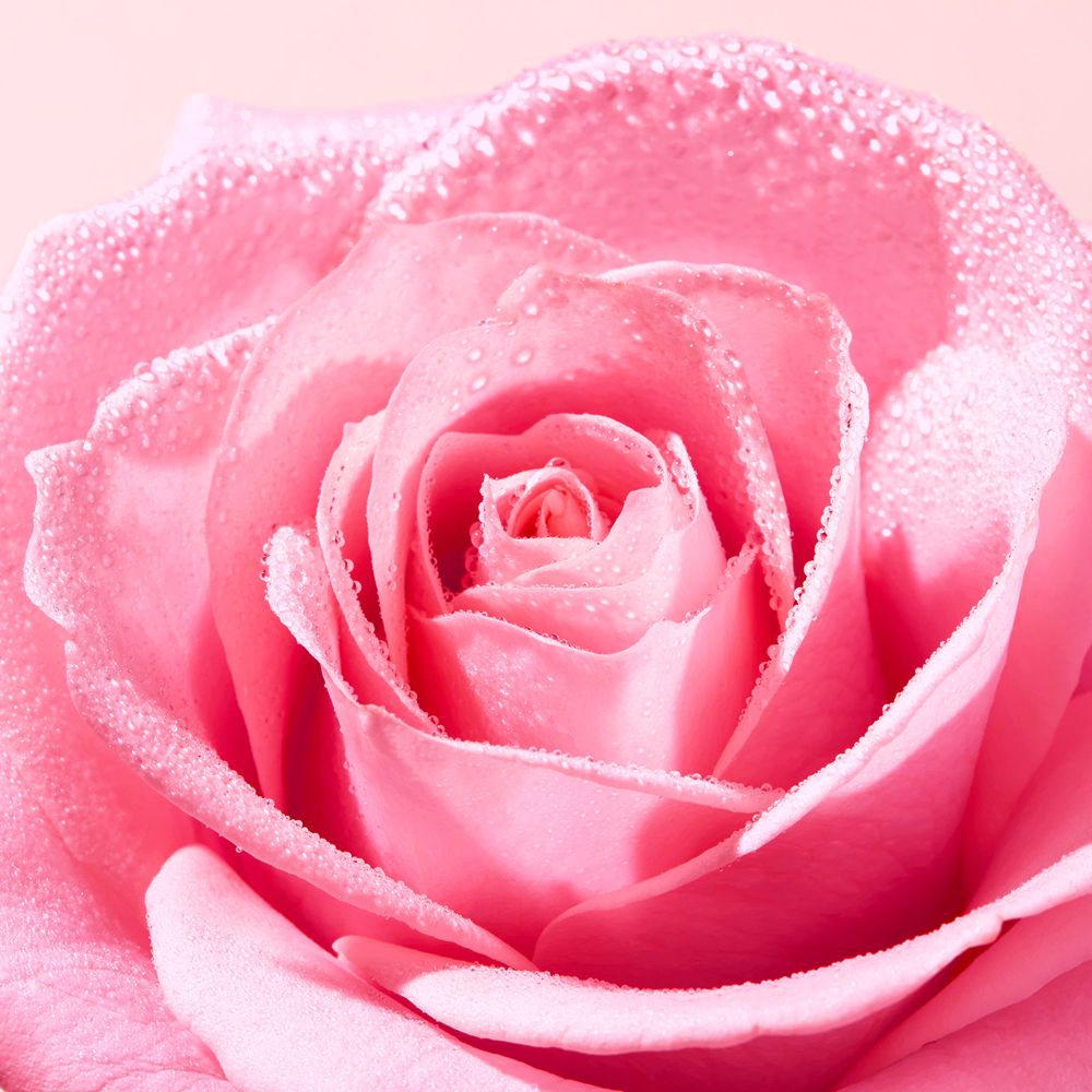 Gros plan sur une rose rose avec des gouttelettes d'eau sur les pétales.