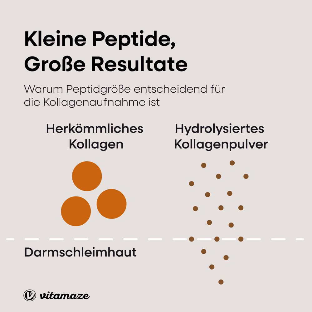 Infographie : Comparaison du collagène. Collagène conventionnel vs. hydrolysé. Vitamaze.
