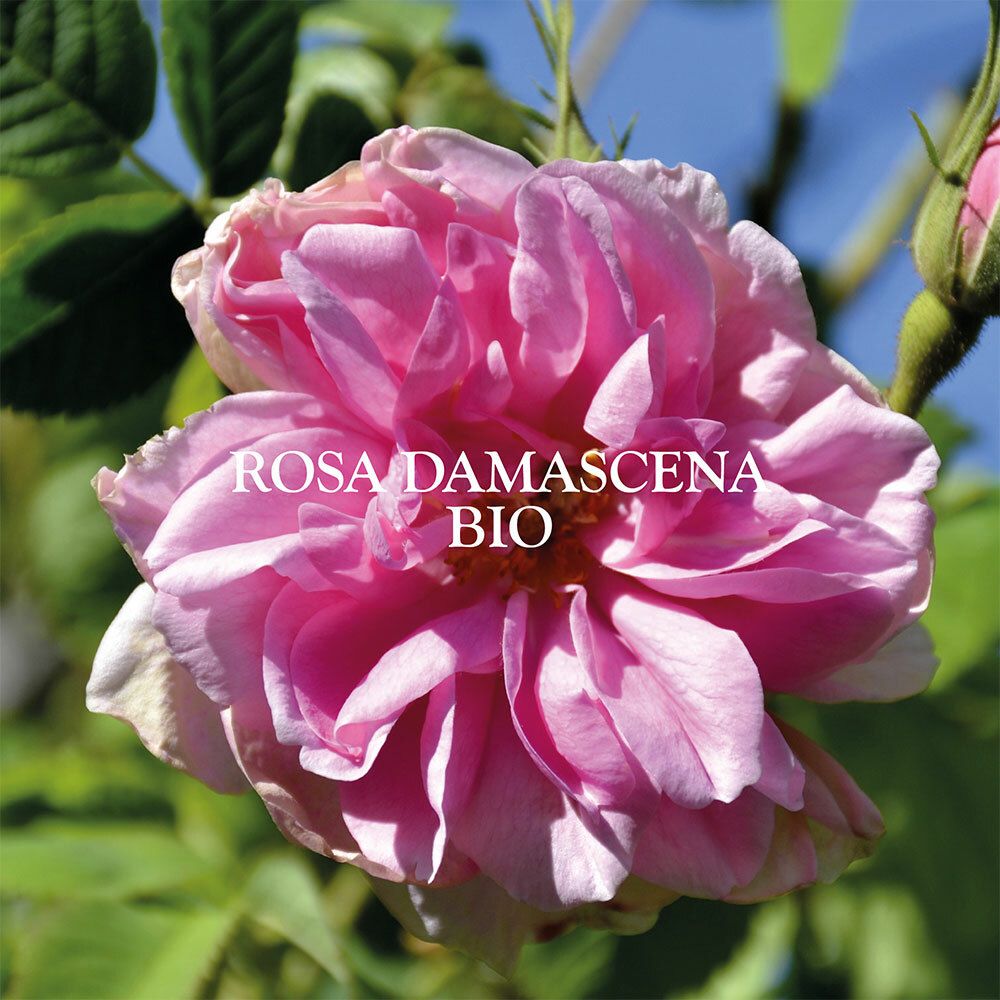 SANOFLORE Véritable eau florale de Rose Bio Brume éclat certifiée bio 200ml