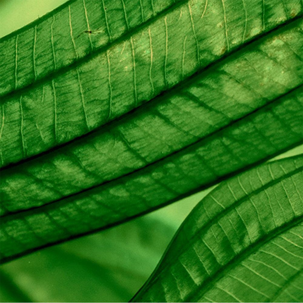Gros plan de feuilles vertes avec des veines et des textures visibles.