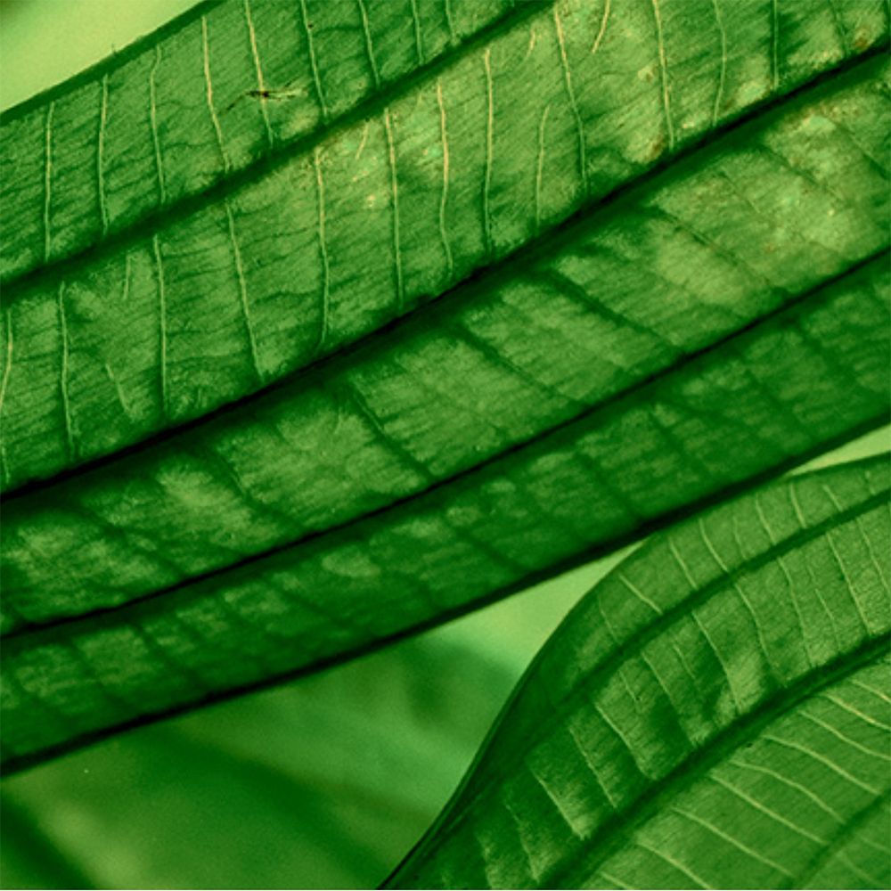 Gros plan de feuilles vertes aux nervures visibles.