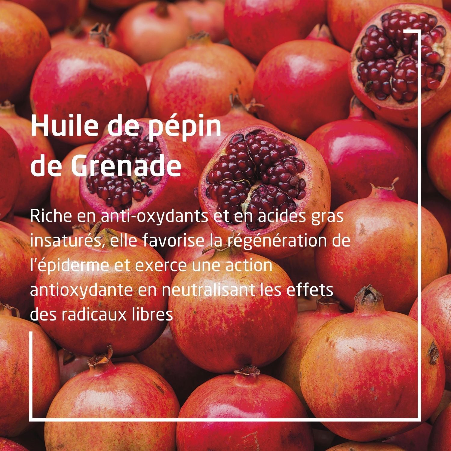 Gros plan sur des grenades. Texte sur l'huile de pépins de grenade. Fruits rouges.