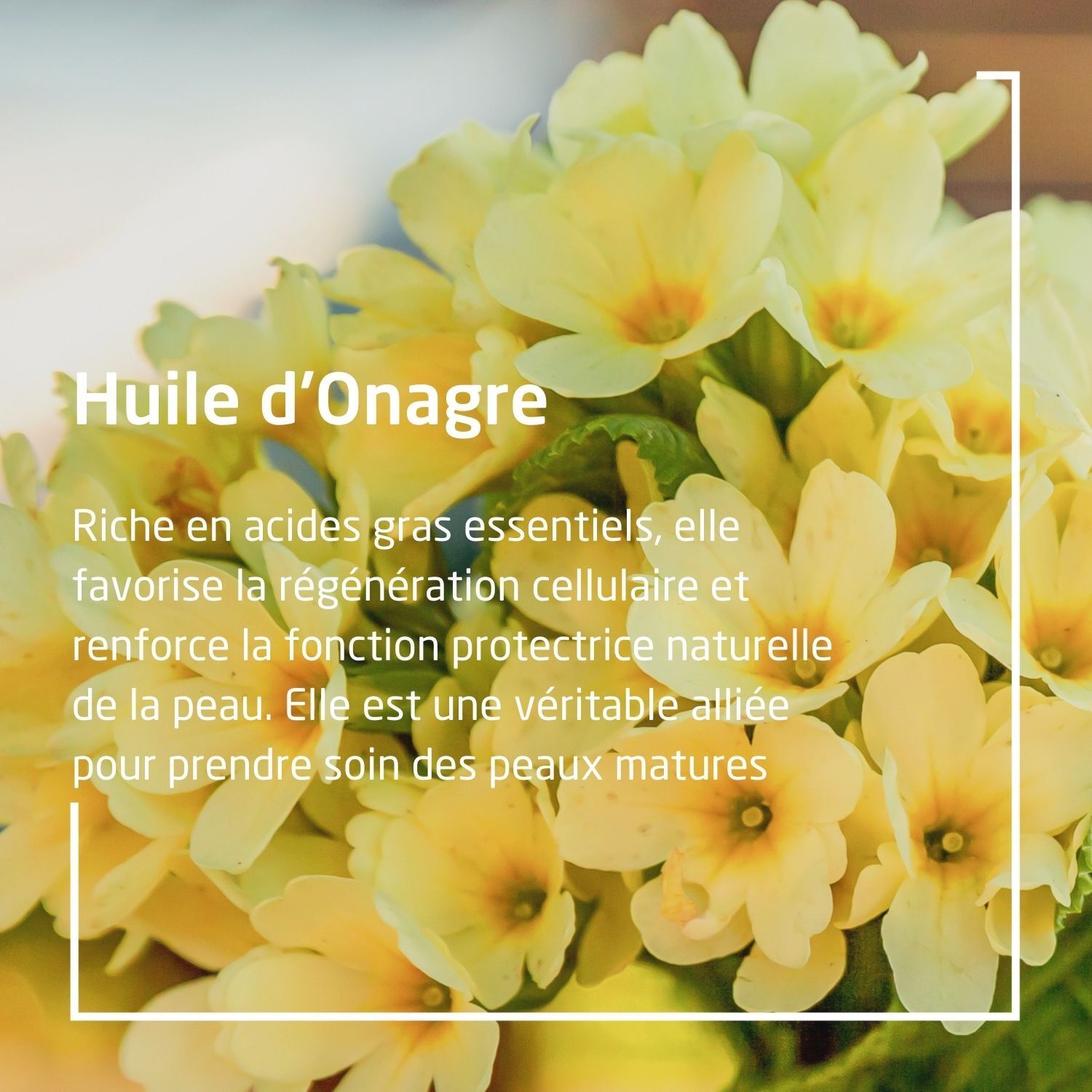 Weleda Onagre Elixir redensifiant